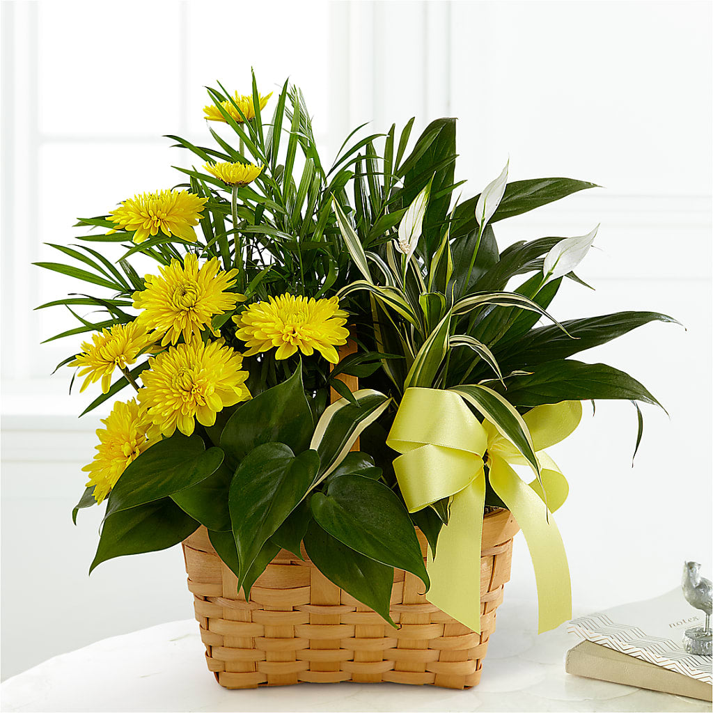 Loving Light Dishgarden – MOREE'S FLORIST & MORE, Columbia MS