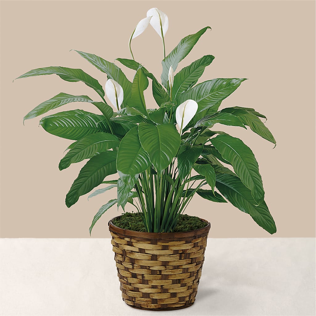 Tranquil Moments Peace Lily Plant – MOREE'S FLORIST & MORE, Columbia MS