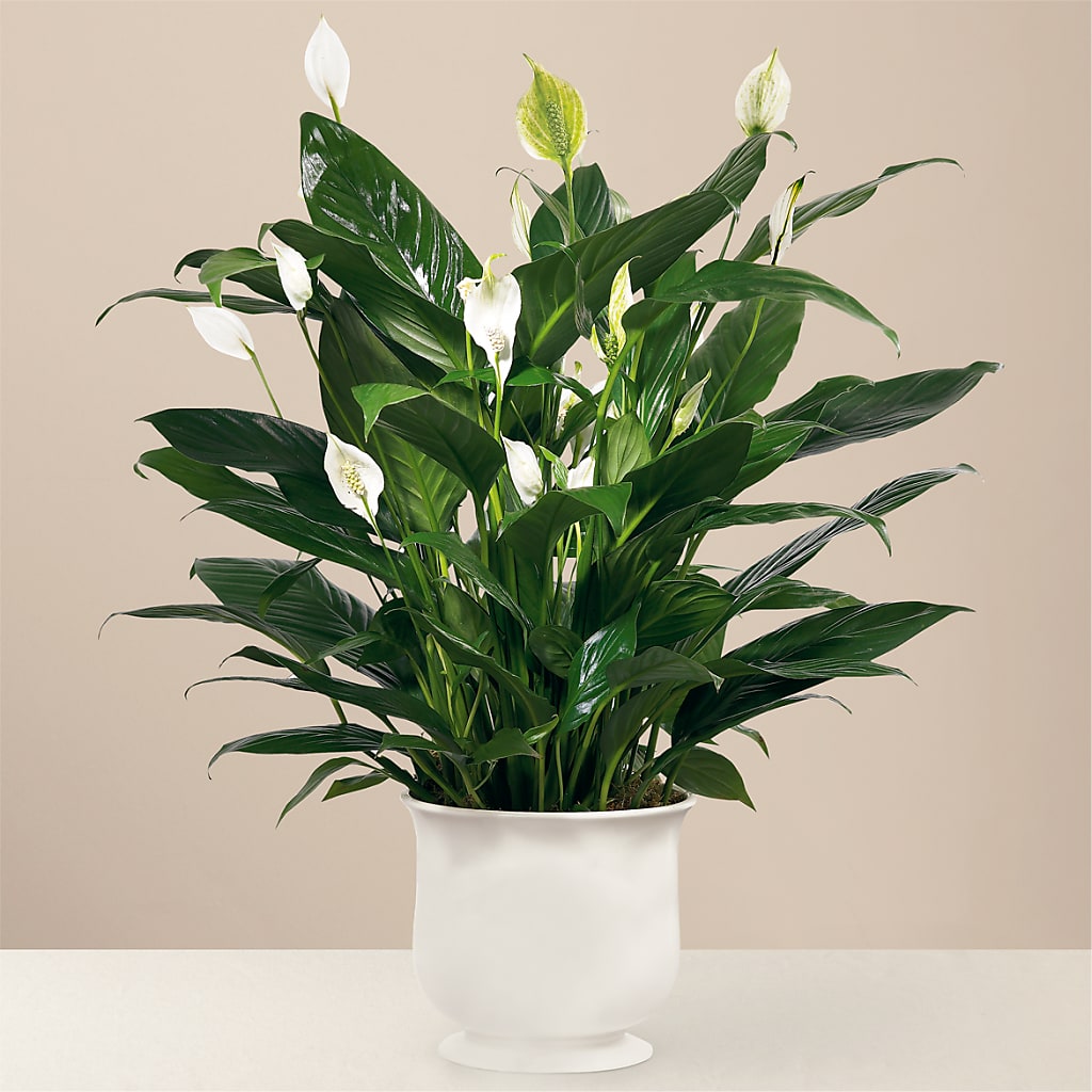 Comfort Planter – MOREE'S FLORIST & MORE, Columbia MS