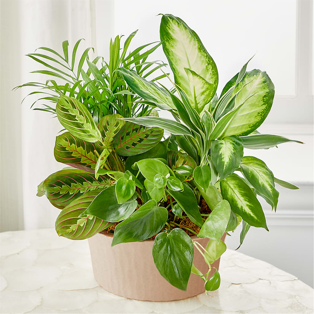 Balance & Harmony Dishgarden – MOREE'S FLORIST & MORE, Columbia MS