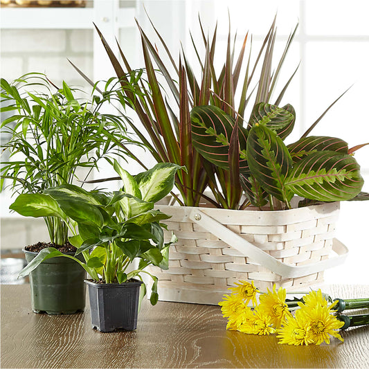 Florist Designed Blooming and Green Plants in a Basket – MOREE'S FLORIST & MORE, Columbia MS