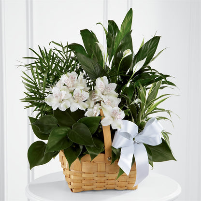 Peace & Serenity Dishgarden – MOREE'S FLORIST & MORE, Columbia MS