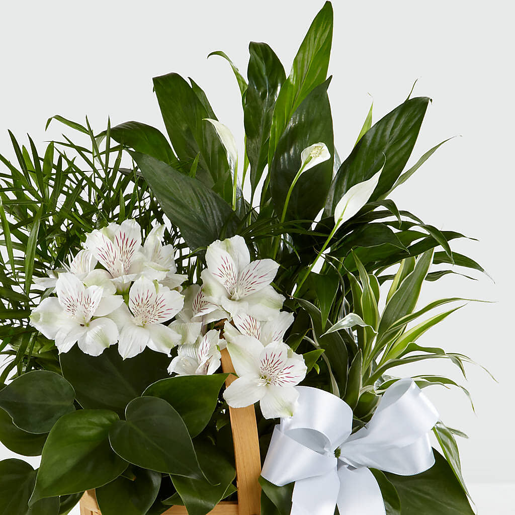 Peace & Serenity Dishgarden – MOREE'S FLORIST & MORE, Columbia MS