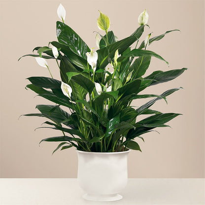 Comfort Planter – MOREE'S FLORIST & MORE, Columbia MS