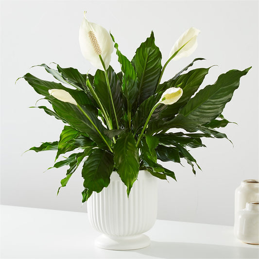 Comfort Planter – MOREE'S FLORIST & MORE, Columbia MS