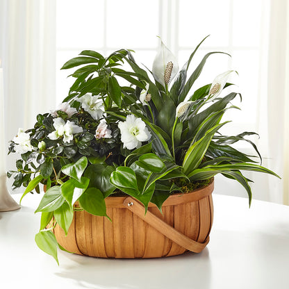Serene Dishgarden – MOREE'S FLORIST & MORE, Columbia MS