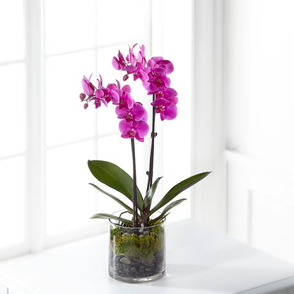 Pink Orchid Plant – MOREE'S FLORIST & MORE, Columbia MS