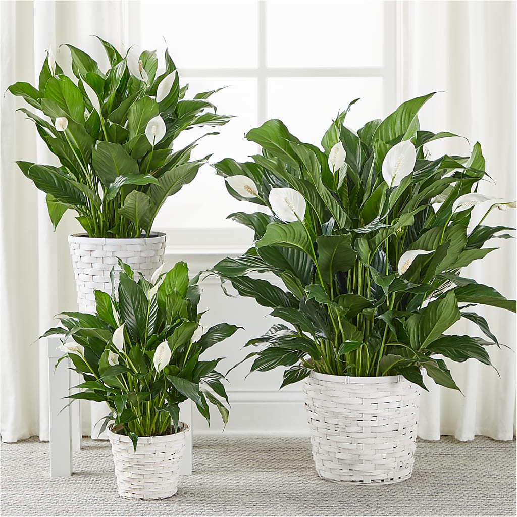 A New Leaf Peace Lily – MOREE'S FLORIST & MORE, Columbia MS