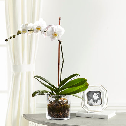 White Orchid Planter – MOREE'S FLORIST & MORE, Columbia MS