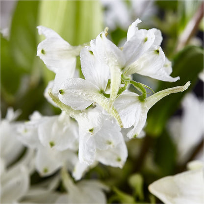 Classic Ivory – A Florist Original – MOREE'S FLORIST & MORE, Columbia MS